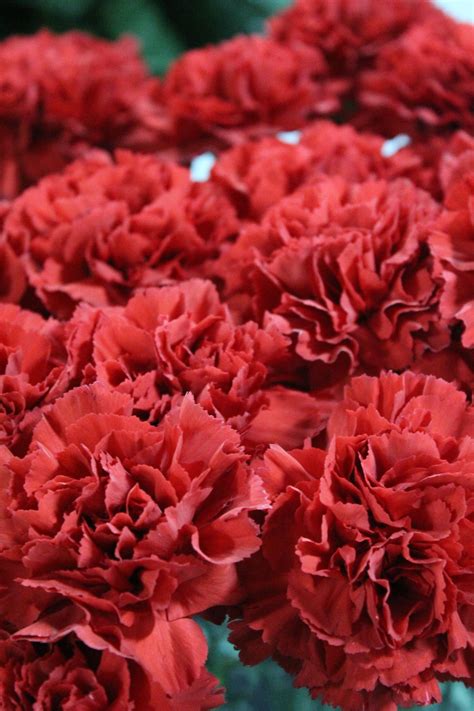 Claveles Color Rojo | Carnations, Red carnation, Carnation colors