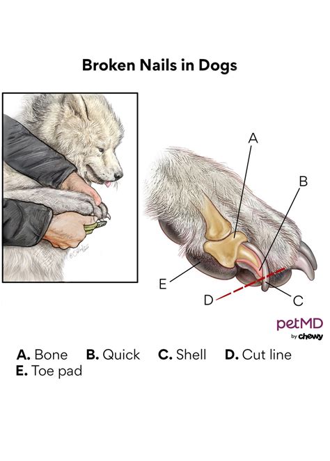 What If A Dogs Nail Falls Off