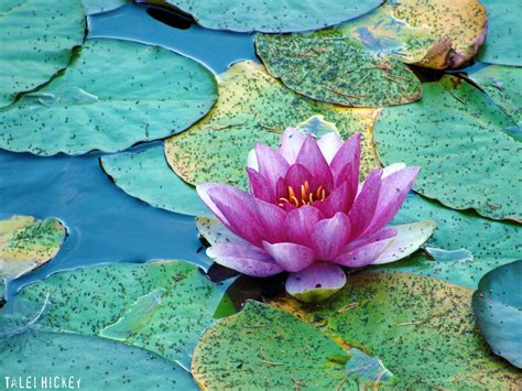 lotus blossom on lily pads | LoTuS FlOwErS & EtC.... | Pinterest ...