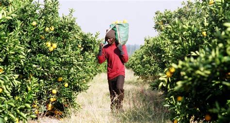 How can I succeed in fruit farming? - Oxfarm Organic Ltd.