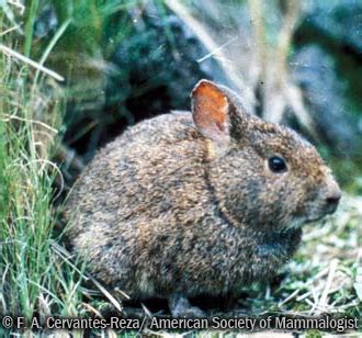 Species of the Week: The Volcano Rabbit - EDGE of Existence