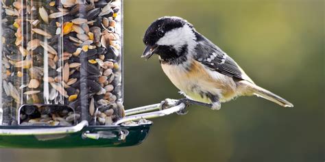 How to Clean a Bird Feeder | Reviews by Wirecutter