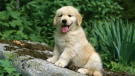 Cute Golden Retriever Puppies Wallpaper (56+ images)