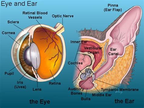 Anatomy Of The Eye And Ear - Anatomy Reading Source