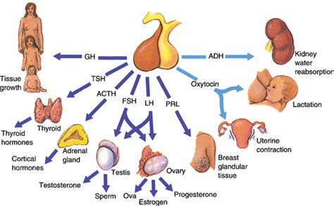 THE ENDOCRINE SYSTEM | Basicmedical Key