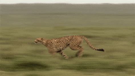 Cheetah Meme Gifs