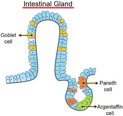 Digestive Glands - Definition , Types and Functions - CBSE Class Notes ...