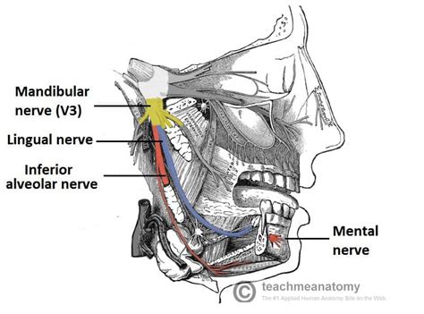 Nerve Is Not A Branch Of The Trigeminal Nerve - mapametawan