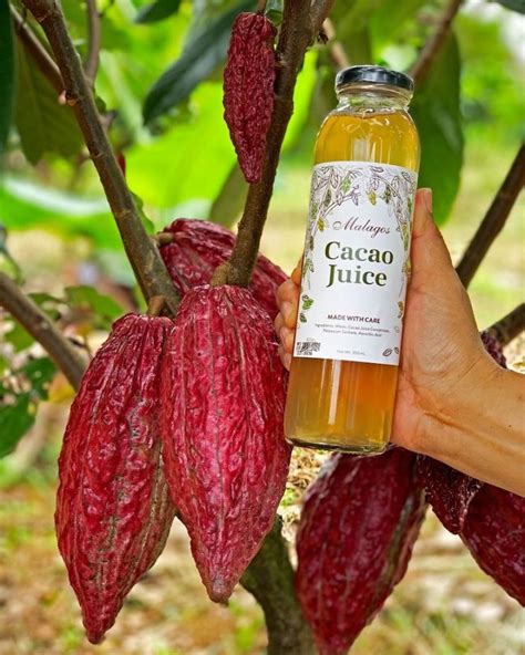 Cacao juice, once the humble farmers’ drink, may be chocolate industry ...