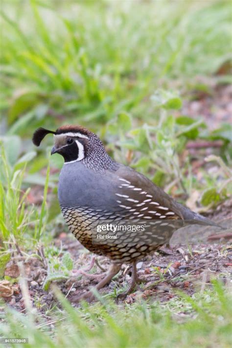 California Quail Male High-Res Stock Photo - Getty Images