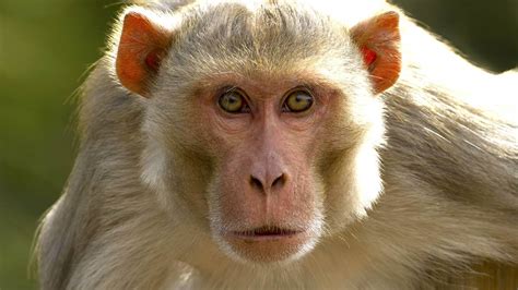 Monkeys given gene-edited pig organs in quest to address human ...