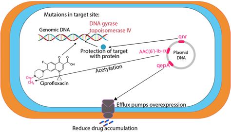 Antibiotic Resistance in Proteus mirabilis: Mechanism, Status, and ...