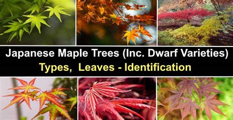 Dwarf japanese maple varieties - awardloki