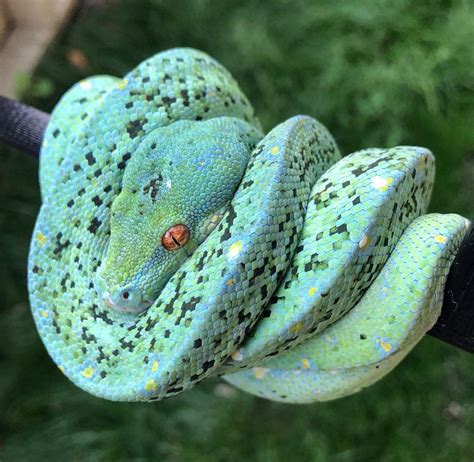 green tree python for sale australia - Adequate Ejournal Sales Of Photos