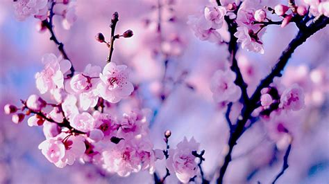 Cherry Blossom Laptop Wallpapers - Top Free Cherry Blossom Laptop ...