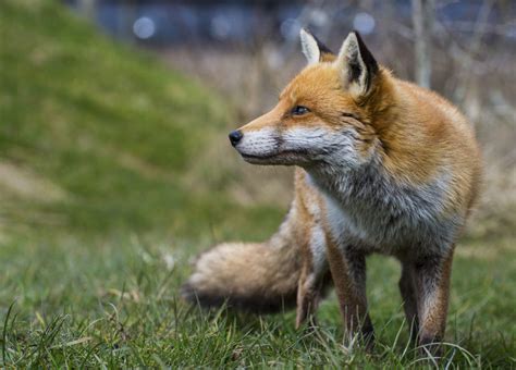 Species – Fox – Mammal Society