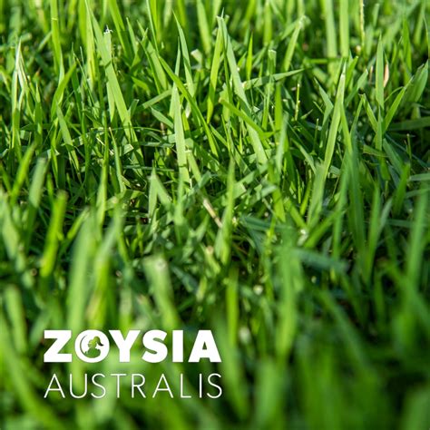 Matrella zoysia 50 M2 or More | Turfman Brisbane