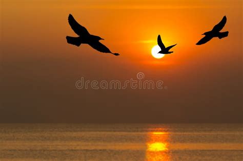 528 Silhouette Birds Flying Sunset Time Photos - Free & Royalty-Free ...