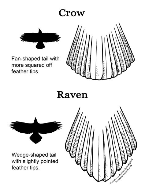 Raven VS Crow: What's The Difference? - Facts.net