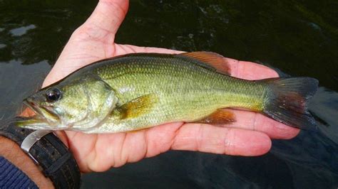 How to Identify All 9 Species of Black Bass - Wired2Fish