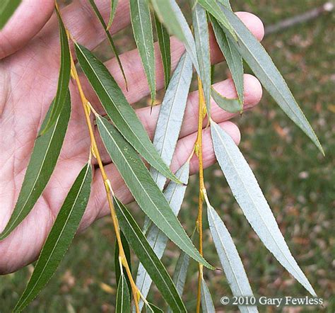 Trees of Wisconsin: Salix alba, white willow