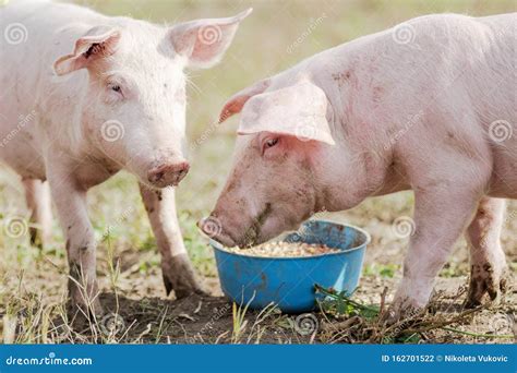 Feeding two pigs eating stock photo. Image of outdoors - 162701522