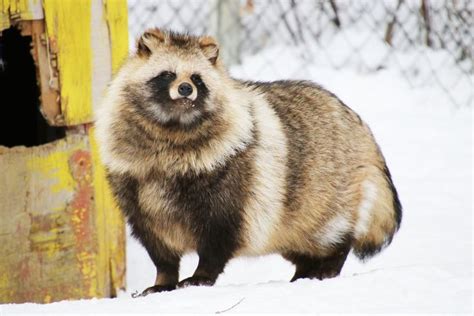 Tanuki, also known as “raccoon dogs,” are carnivores native to Asia ...