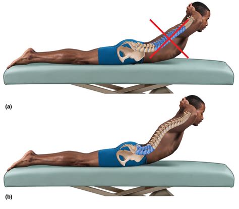 lumbar spine Archives - Learn Muscles