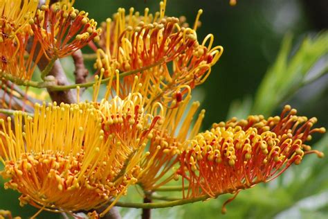 Grevillea robusta - Oz Trees