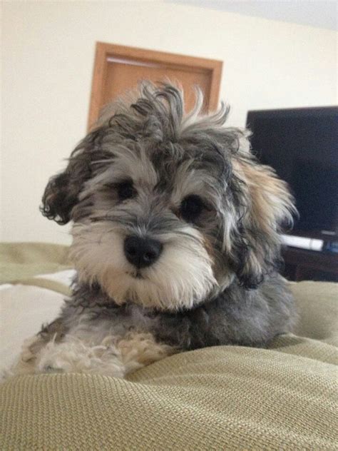 Schnoodle puppy - look at that fluffy face! | Schnoodle puppy ...