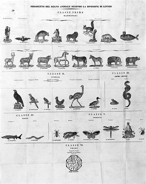 Classification of Carl Von Linne Swedish naturalist (Photos Framed ...