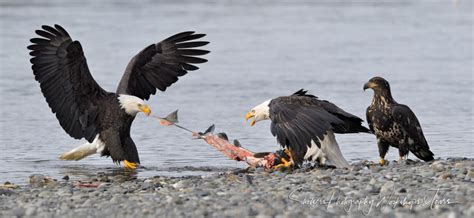 Three Bald Eagles Eating Fish - Shetzers Photography