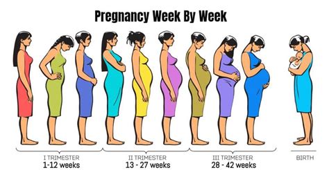 Week By Week Pregnancy - First Trimester & Its Stages