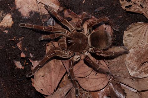 What Are the World's Biggest Spiders? - Newsweek