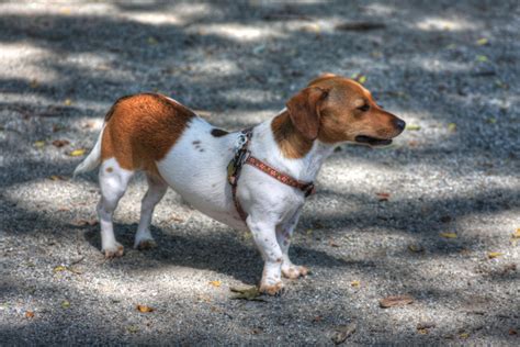 Chiweenie Puppy-Characteristics,Lifespan & Temperament