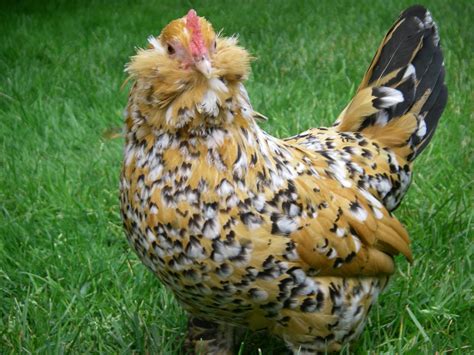 Mille Fleur D'Uccle Bantam Chicks for Sale | Cackle Hatchery®