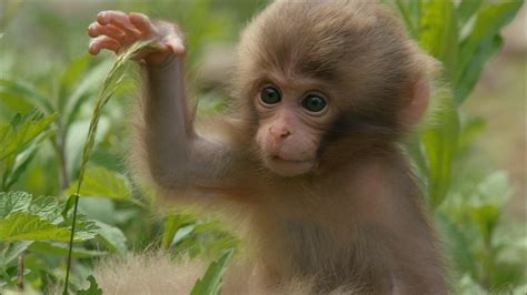 Monkey Babies Start to Explore | Nature | PBS