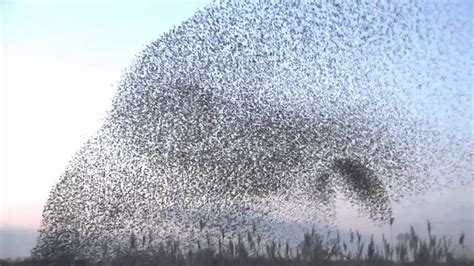 amazing starlings murmuration (full HD) - YouTube