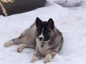 Huskita (Akita-Husky Mix) Info, Temperament, Training, Puppies, Pictures