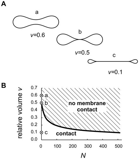 Shape features of discoid compartments with homogeneous membrane. A ...