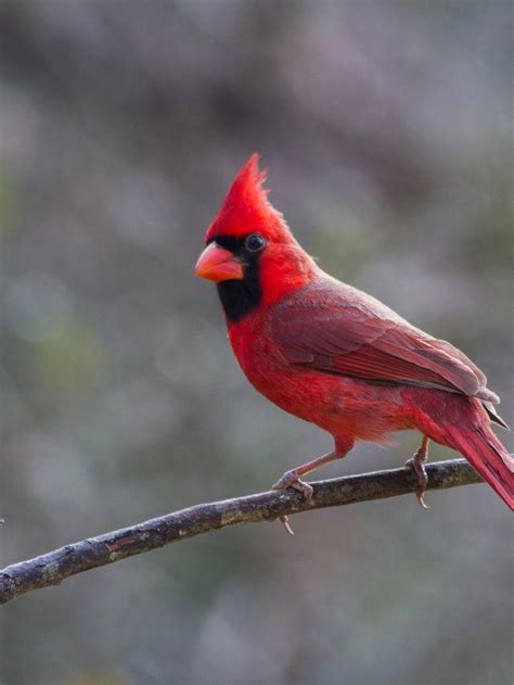 Symbolism of Red Cardinal: Spiritual Meaning of Animal