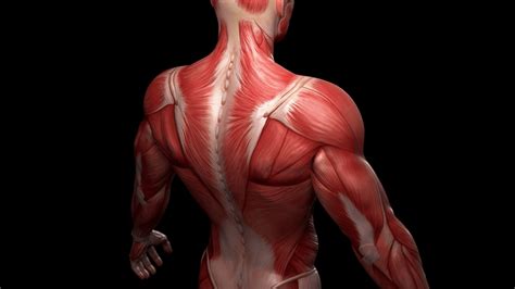 Human muscles from stem cells: Advance could aid research into muscular ...