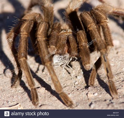 Tarantula Prey Stock Photos & Tarantula Prey Stock Images - Alamy