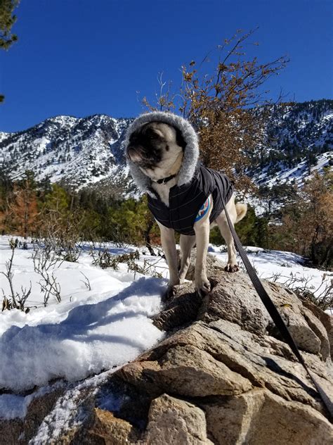 Snow pug. : r/pugs