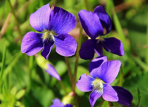 013 Purple Wild Flowers of New York Ovate Arrow Leaved Violet Digital ...