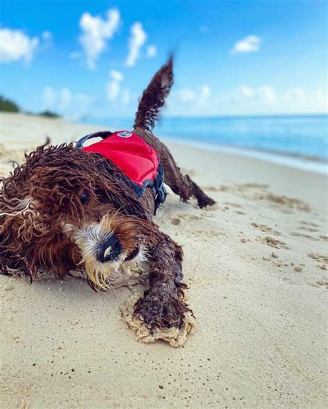 8 Beach Must Haves for Dogs & Essential Safety Commands – Furtropolis