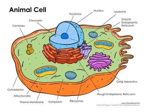 Plant And Animal Cell Worksheet 6th Grade flogasta