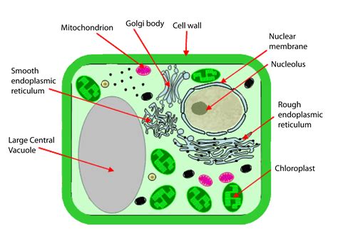 Simple Plant Cell Structure