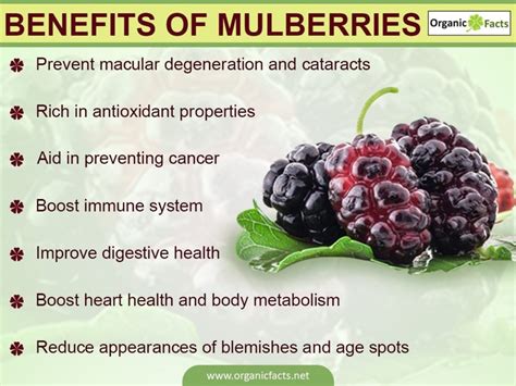 8 Best Benefits Of Mulberries - SAFIMEX JOINT STOCK COMPANY