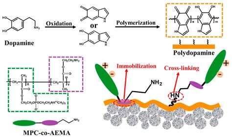 Membranes | Free Full-Text | Recent Advances in Dopamine-Based Membrane ...